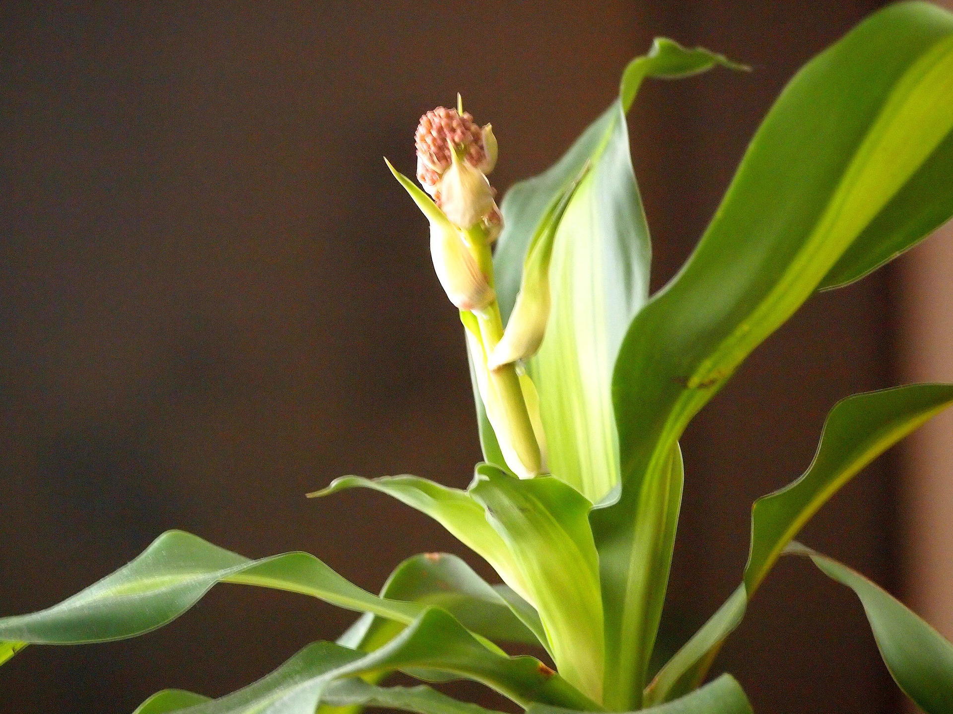 手入れもせずにいた 幸福の木 に花が咲いた 趣味のつぶやき