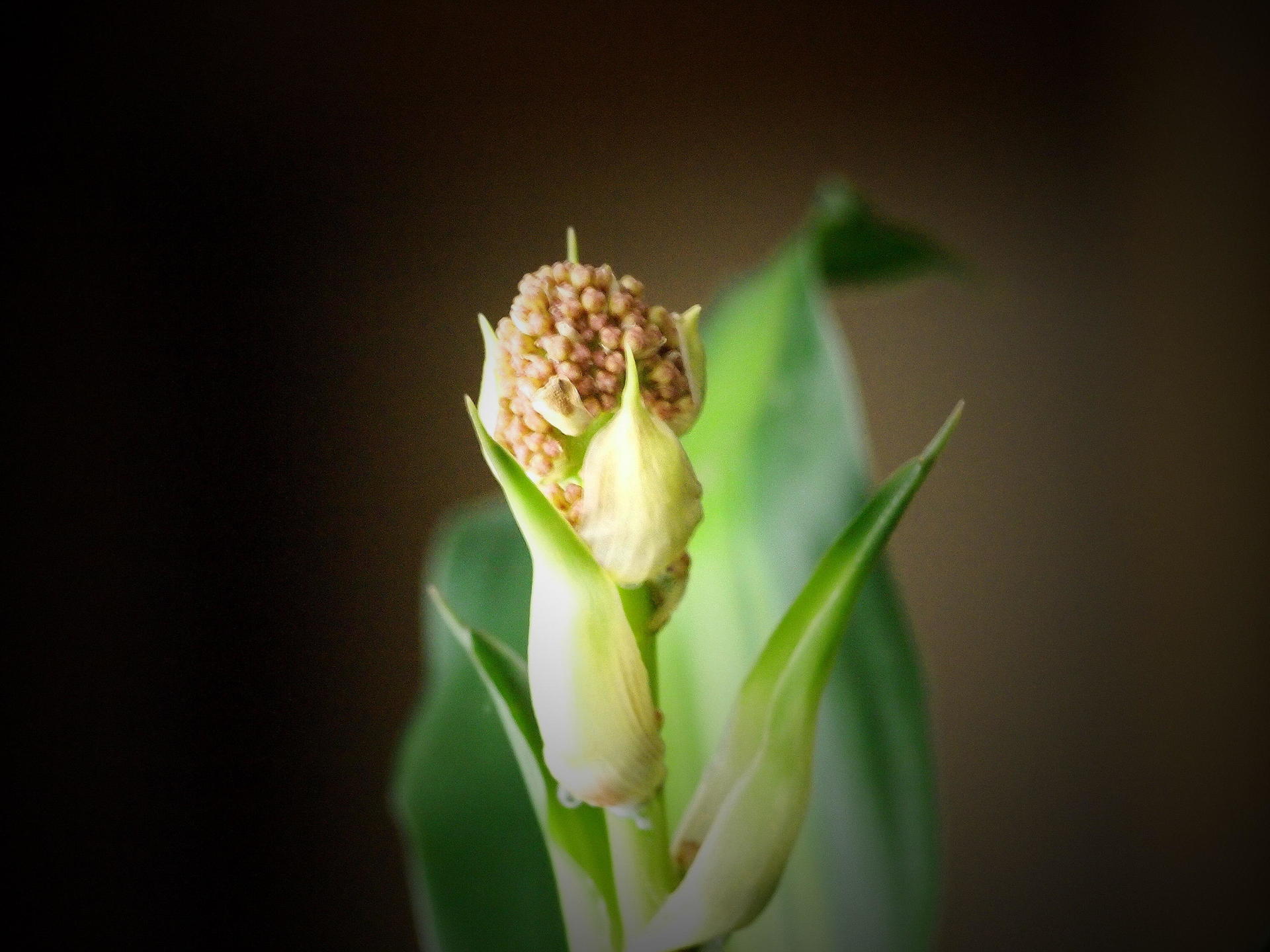 手入れもせずにいた 幸福の木 に花が咲いた 趣味のつぶやき