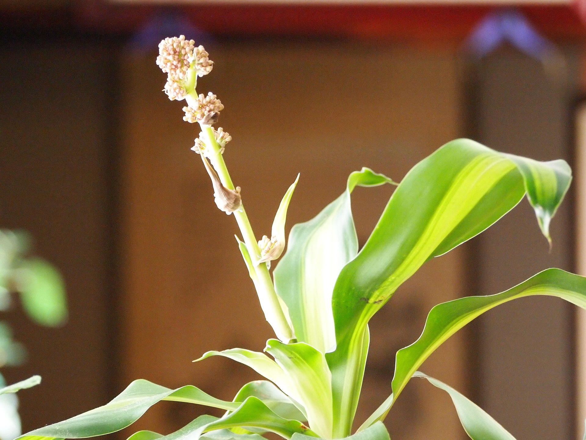 手入れもせずにいた 幸福の木 に花が咲いた 趣味のつぶやき