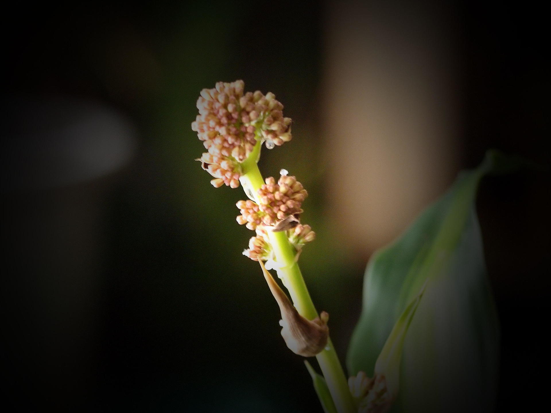 手入れもせずにいた 幸福の木 に花が咲いた 趣味のつぶやき