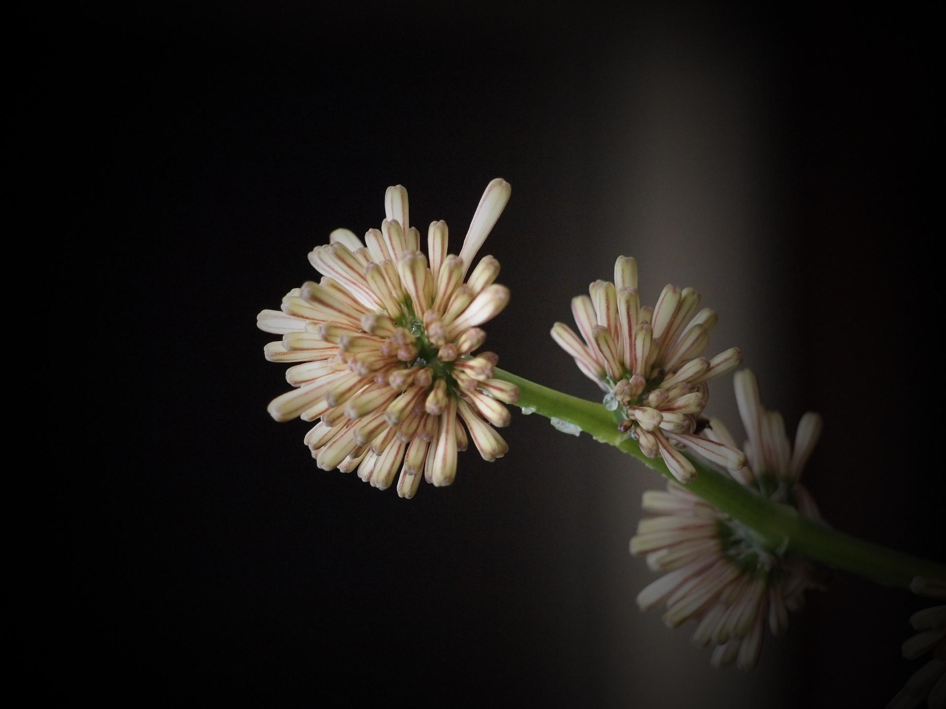 手入れもせずにいた 幸福の木 に花が咲いた 趣味のつぶやき