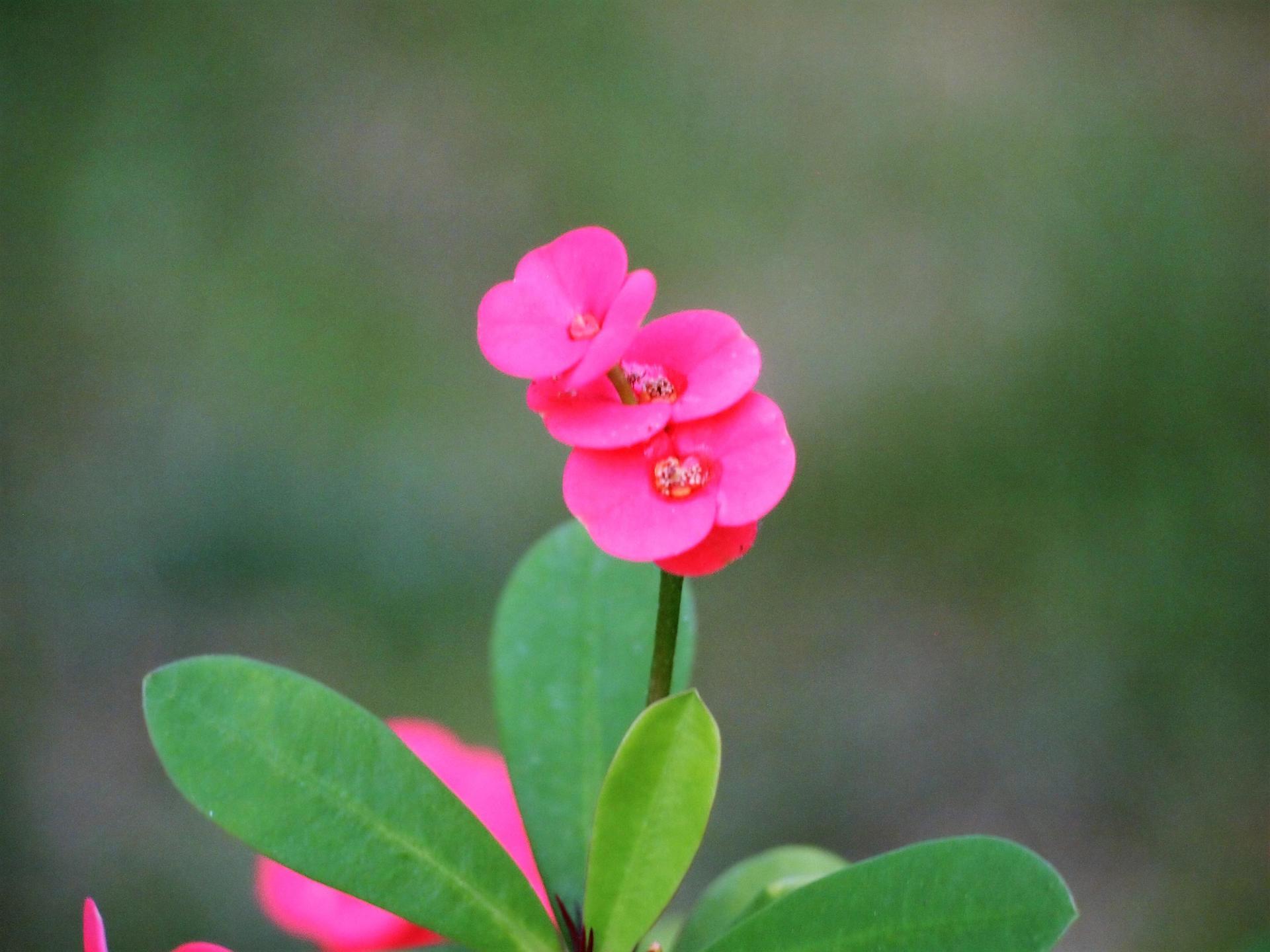 ハナキリンの花言葉 趣味のつぶやき